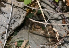 Vipera ammodytes