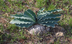 Boophone haemanthoides