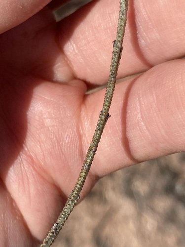 Image of Eremophila scoparia by (c) Thomas Mesaglio, some rights reserved (CC BY)