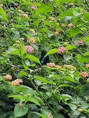 Papilio crino