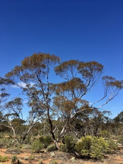 Eucalyptus oleosa oleosa