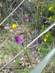 Elythranthera brunonis