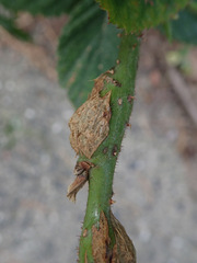 Lasioptera rubi
