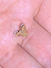 Pyrausta californicalis