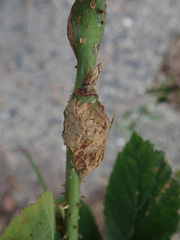 Lasioptera rubi