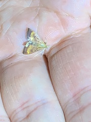 Pyrausta californicalis