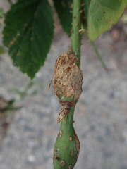 Lasioptera rubi
