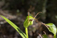 Pterostylis agathicola