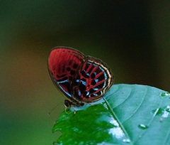 Paralaxita