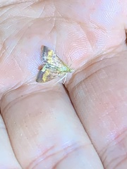 Pyrausta californicalis