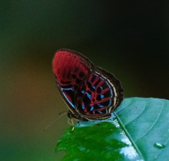 Paralaxita