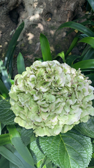 Hydrangea macrophylla