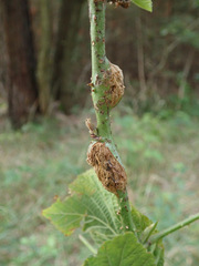Lasioptera rubi