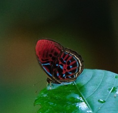 Paralaxita