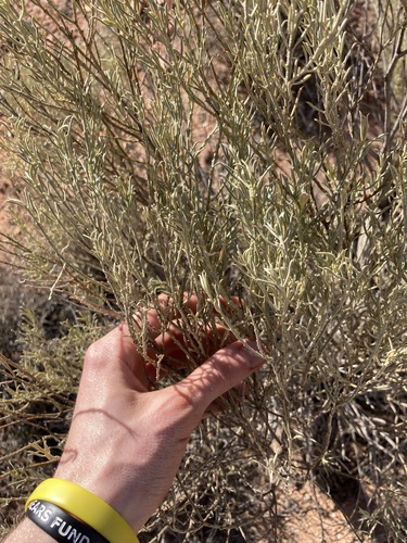 Image of Eremophila scoparia by (c) Thomas Mesaglio, some rights reserved (CC BY)