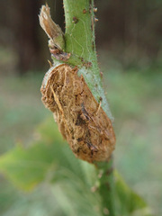Lasioptera rubi