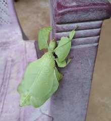 Pulchriphyllium agathyrsus