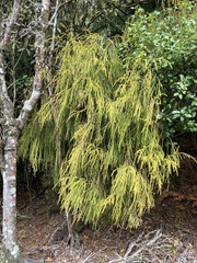Dacrydium cupressinum