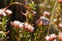 Sedum goldmanii