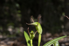 Pterostylis agathicola
