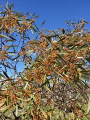 Eucalyptus oleosa oleosa