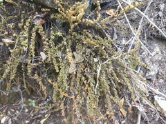 Myriopteris gracillima