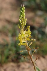 Bulbine