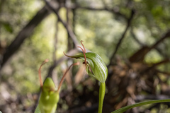Pterostylis agathicola