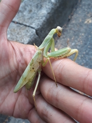 Hierodula transcaucasica