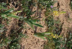 Bulbine