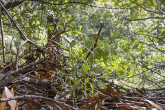 Pterostylis agathicola