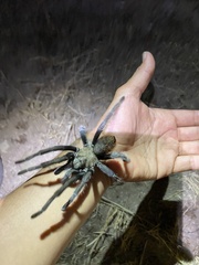 Aphonopelma eutylenum