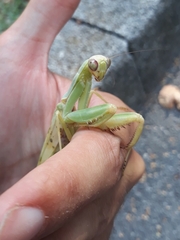 Hierodula transcaucasica