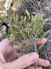 Olearia muelleri
