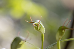 Pterostylis agathicola