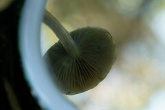 Pholiota multicingulata