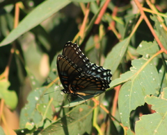Limenitis arthemis arizonensis