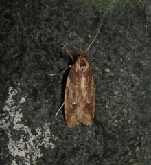 Agriophara colligatella