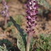 Lachenalia elegans - Photo (c) Craig Peter, algunos derechos reservados (CC BY-NC), subido por Craig Peter