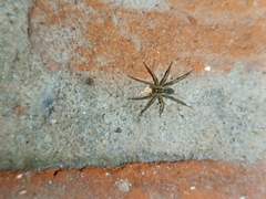 Lycosidae