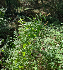 Spiraea × billardii