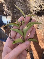 Jasminum calcareum