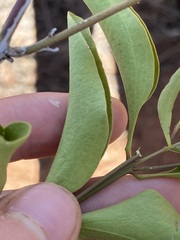 Jasminum calcareum