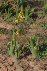 Bulbine