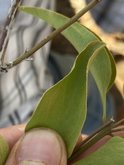 Jasminum calcareum