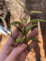 Jasminum calcareum