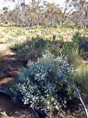 Olearia pimeleoides