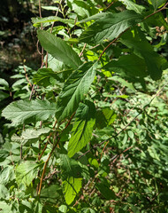 Spiraea × billardii