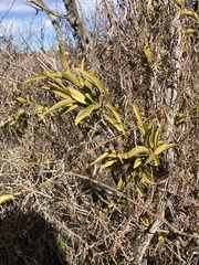 Jasminum calcareum