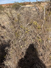 Jasminum calcareum